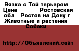 Вязка с Той терьером › Цена ­ 2 000 - Ростовская обл., Ростов-на-Дону г. Животные и растения » Собаки   